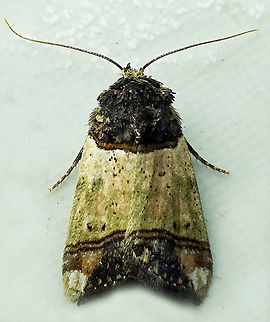 #824 Dapa, Valle Del Cauca
2100m