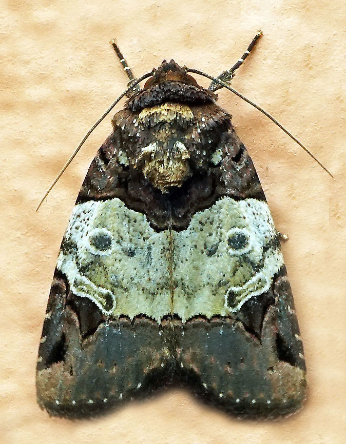 Hampsonodes naevia Dapa, Valle Del Cauca<br />
2100m Hampsonodes naevia