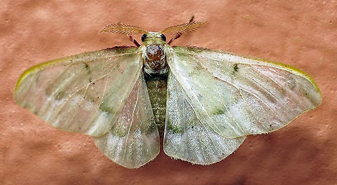 #826 Dapa, Valle Del Cauca
2100m