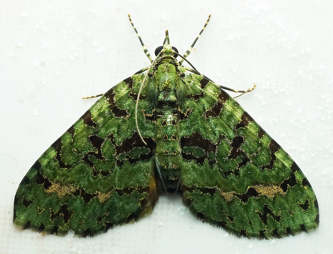 Hammaptera sp. Dapa, Valle Del Cauca<br />
2100m