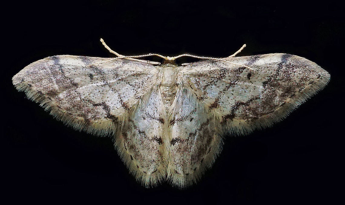Idaea pervertipennis Dapa, Valle Del Cauca<br />
2100m Idaea pervertipennis