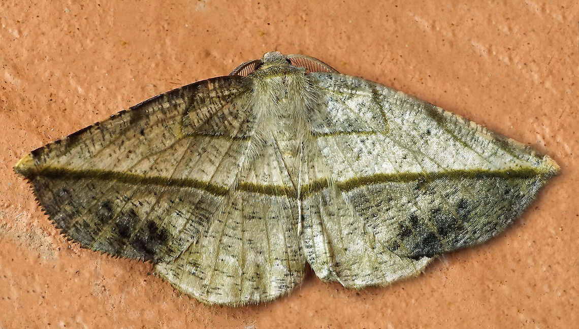 Eusarca crameraria Dapa, Valle Del Cauca<br />
2100m Eusarca crameraria