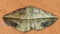 Eusarca crameraria Dapa, Valle Del Cauca<br />
2100m Eusarca crameraria