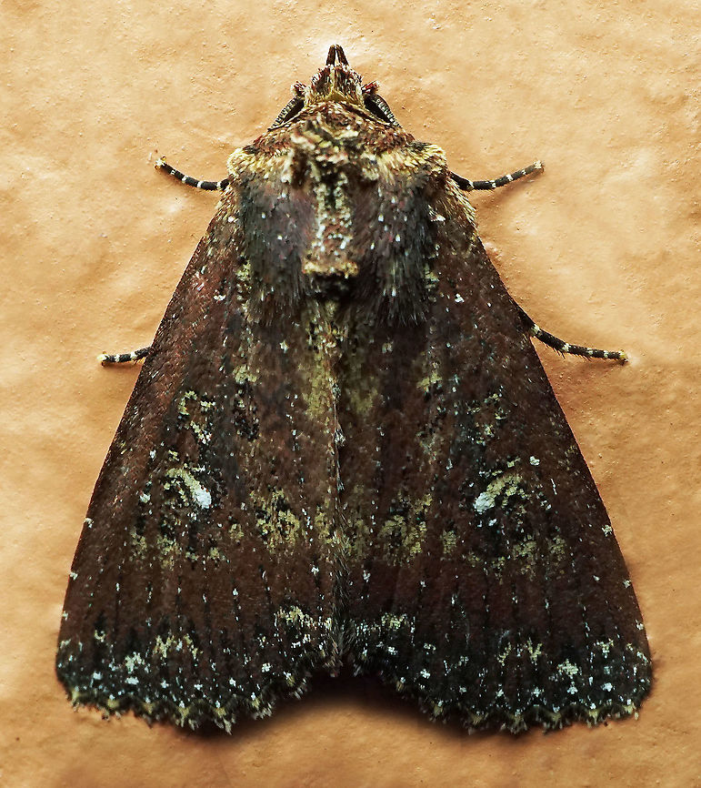 Condica sp. Dapa, Valle Del Cauca<br />
2100m