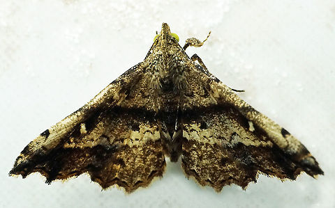 #828 Dapa, Valle Del Cauca
2100m