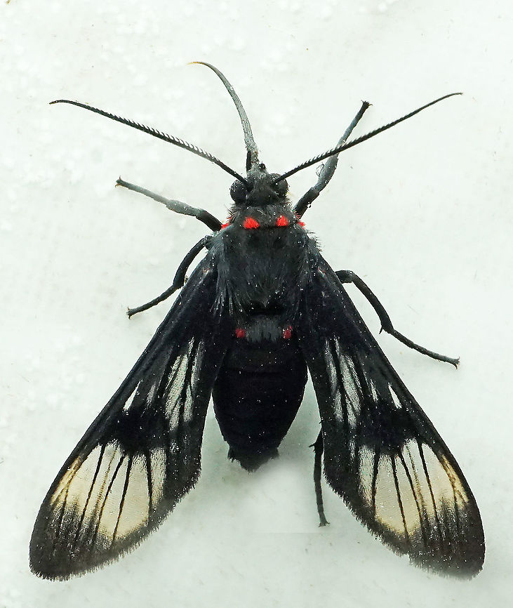 Saurita absona Dapa, Valle Del Cauca<br />
2100m Saurita absona