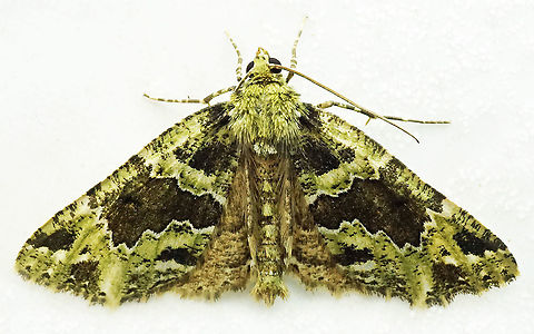 Psaliodes sp. Dapa, Valle Del Cauca
2100m