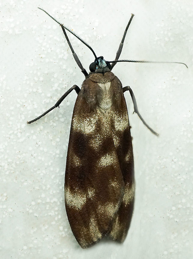 Urodus sp. Dapa, Valle Del Cauca<br />
2100m