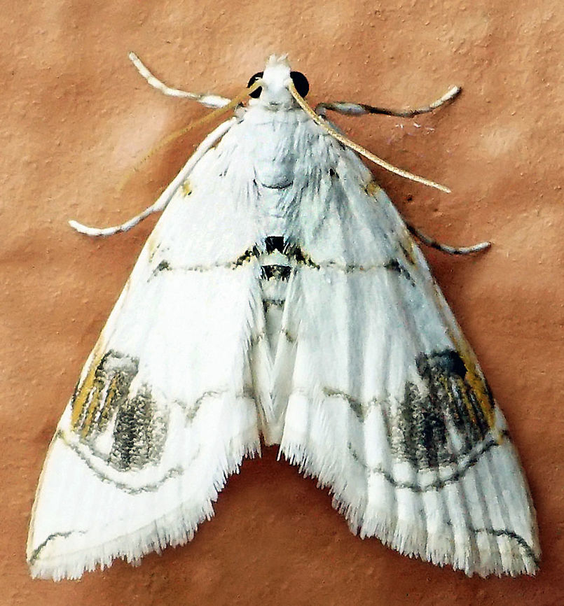 Neurophyseta sp. Dapa, Valle Del Cauca<br />
2100m