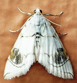 Neurophyseta sp. Dapa, Valle Del Cauca
2100m