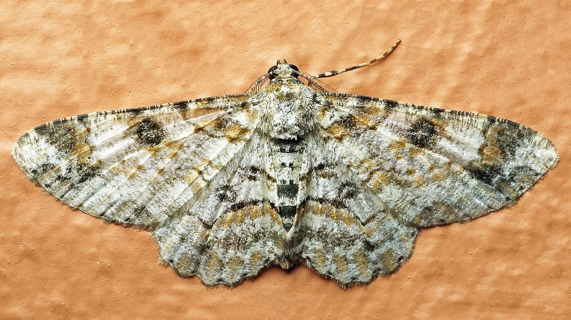 Iridopsis sp. Dapa, Valle Del Cauca<br />
2100m<br />