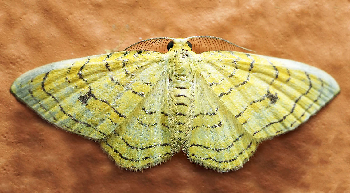 #830 Dapa, Valle Del Cauca<br />
2100m<br />