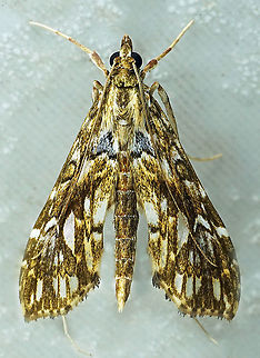 ''Rhectosemia multifarialis Dapa, Valle Del Cauca
2100m
 Rhectosemia multifarialis