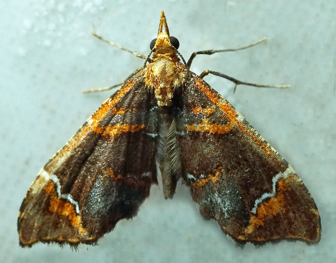 Psaliodes hieroglyphica Dapa, Valle Del Cauca<br />
2100m<br />
 Psaliodes hieroglyphica