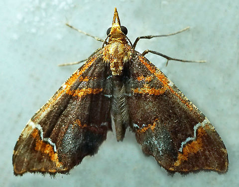 Psaliodes hieroglyphica Dapa, Valle Del Cauca
2100m
 Psaliodes hieroglyphica