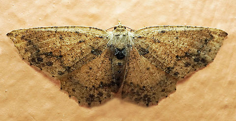 #833 Dapa, Valle Del Cauca
2100m