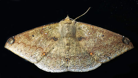 Herbita dognini Dapa, Valle Del Cauca
2100m
 Herbita dognini