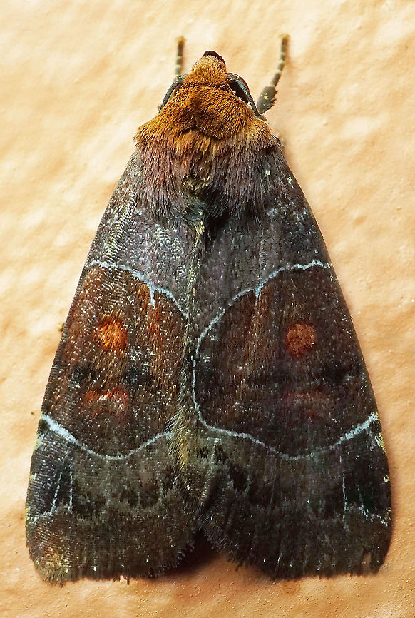 Hampsonodes mastoides Dapa, Valle Del Cauca<br />
2100m<br />
 Hampsonodes mastoides