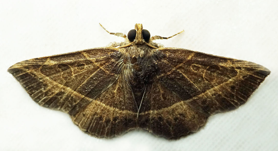 Antiblemma sp. Dapa, Valle Del Cauca<br />
2100m<br />