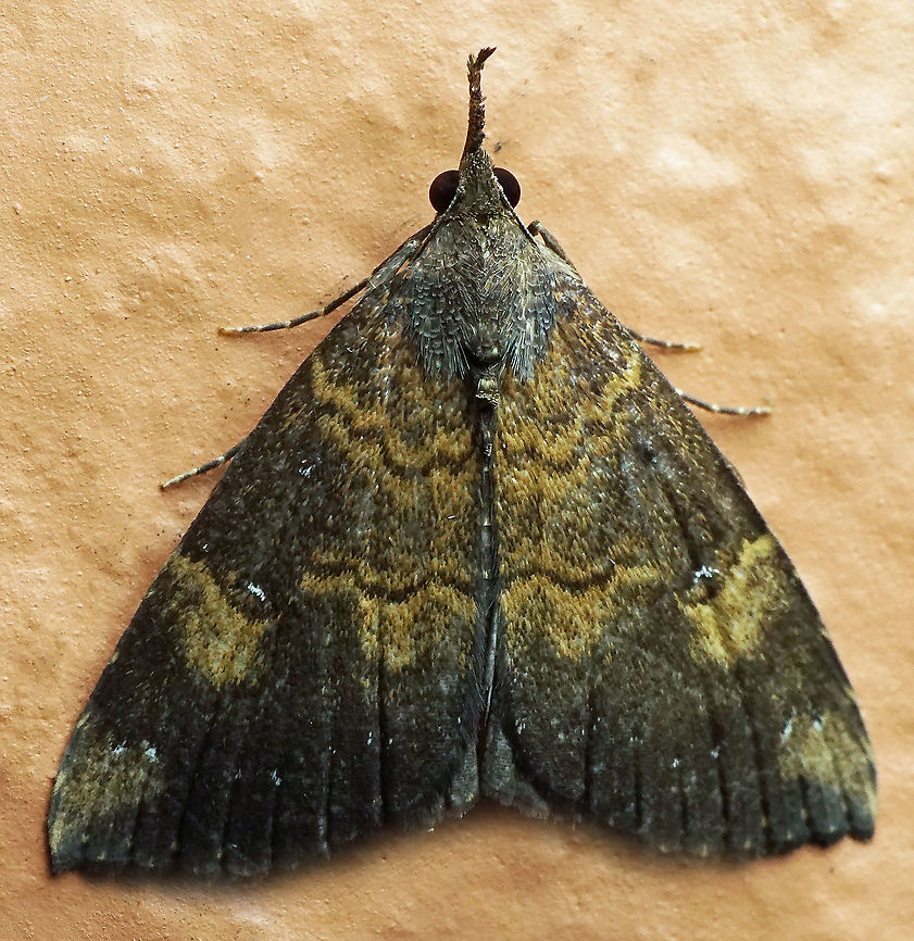 Hypena sp. Dapa, Valle Del Cauca<br />
2100m