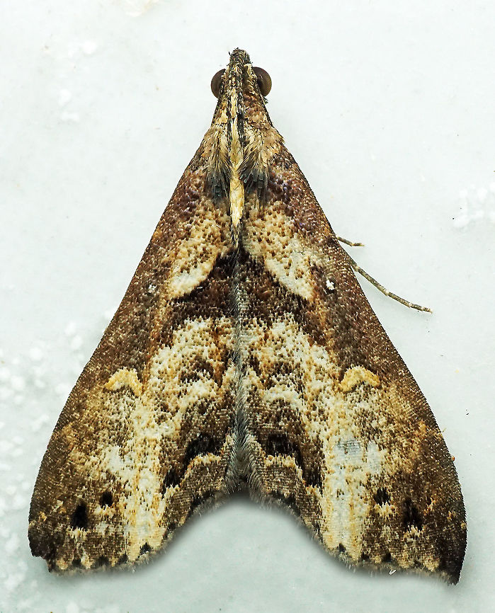 #838 Dapa, Valle Del Cauca<br />
2100m