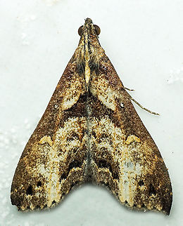 #838 Dapa, Valle Del Cauca
2100m