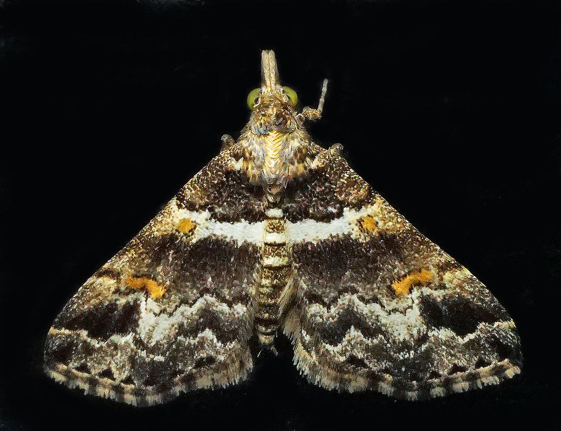 #839 Dapa, Valle Del Cauca<br />
2100m