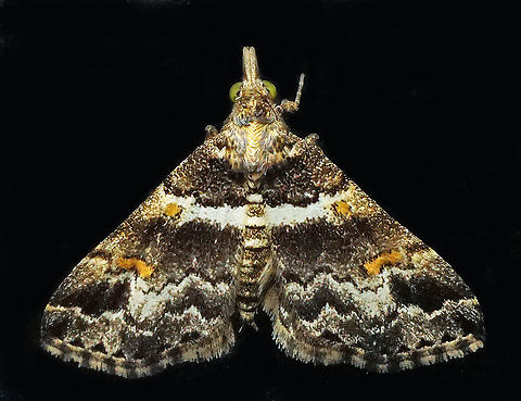 #839 Dapa, Valle Del Cauca
2100m