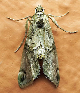 #840 Dapa, Valle Del Cauca
2100m