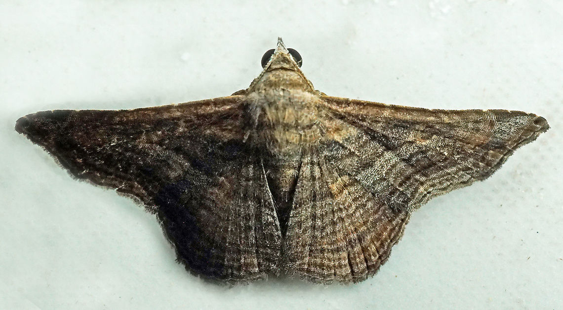Tyrissa sp. Dapa, Valle Del Cauca<br />
2100m