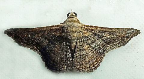 Tyrissa sp. Dapa, Valle Del Cauca
2100m