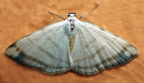 Racasta sp. Dapa, Valle Del Cauca
2100m