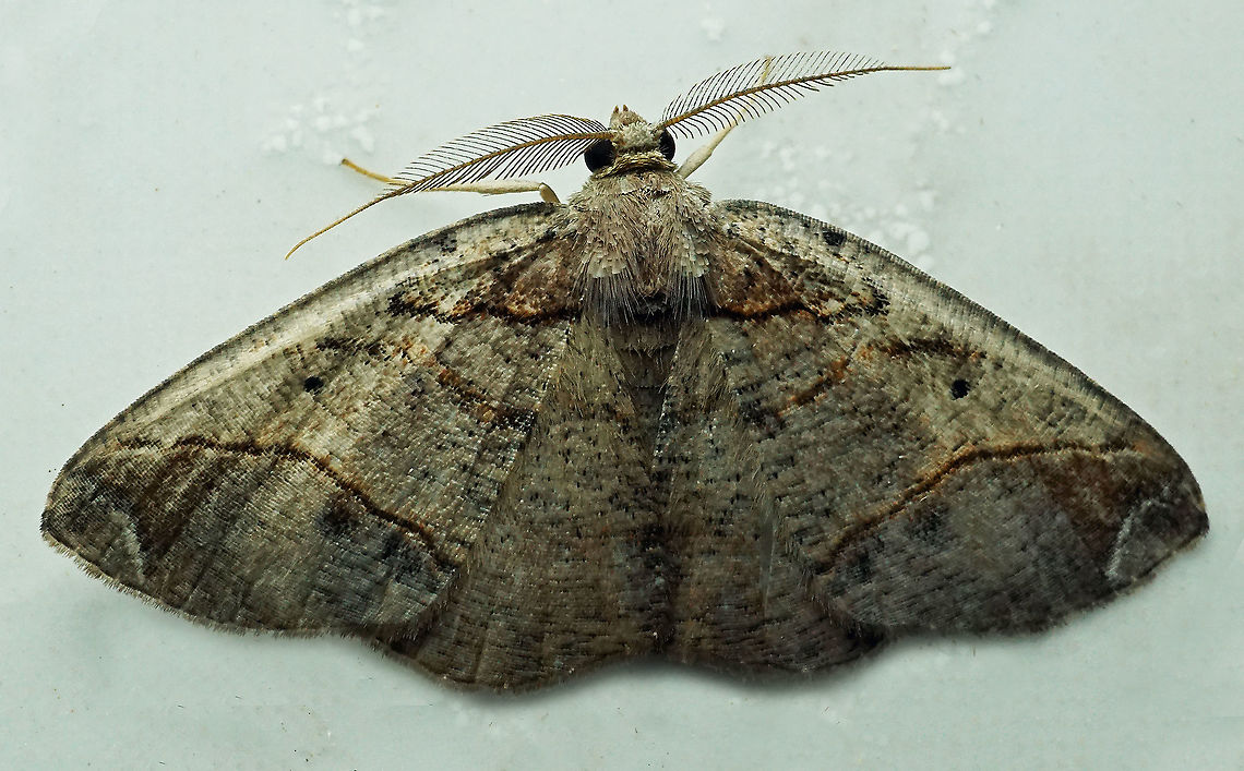 #844 Dapa, Valle Del Cauca,<br />
2100m