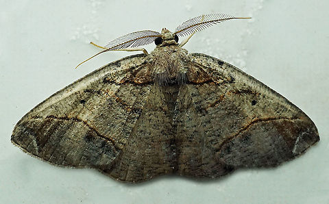 #844 Dapa, Valle Del Cauca,
2100m