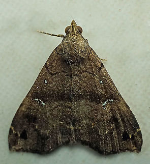 #845 Dapa, Valle Del Cauca,
2100m