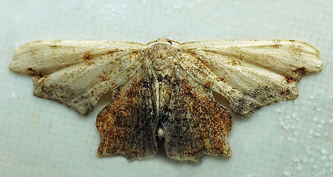 #846 Dapa, Valle Del Cauca,
2100m