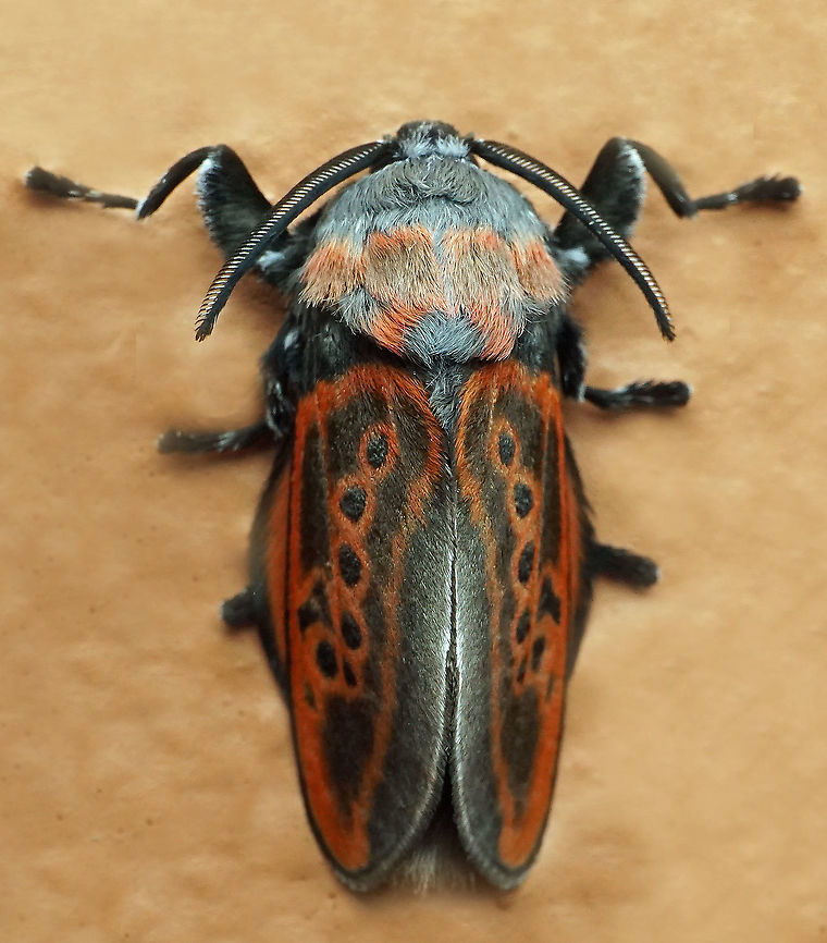 Edebessa nigropuncta Dapa, Valle Del Cauca,<br />
2100m Edebessa nigropuncta