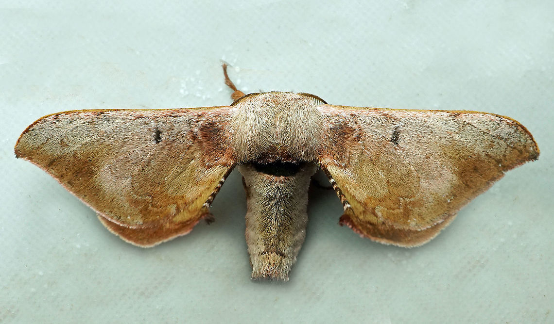 #848 Dapa, Valle Del Cauca,<br />
2100m