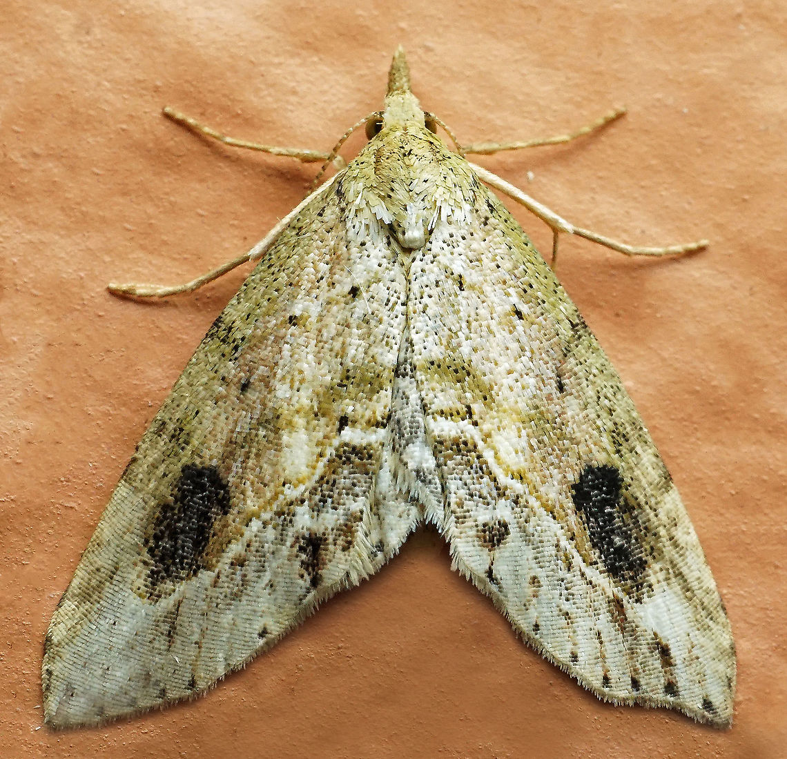 #848 Dapa, Valle Del Cauca,<br />
2100m