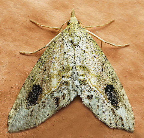 #848 Dapa, Valle Del Cauca,
2100m