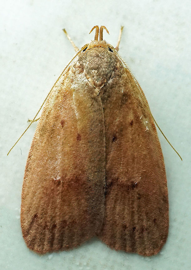 #849 Dapa, Valle Del Cauca,<br />
2100m