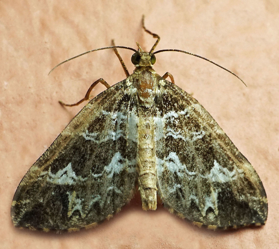 Psaliodes sp. Dapa, Valle Del Cauca,<br />
2100m