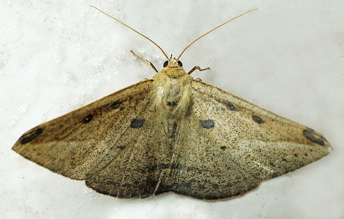 #851 Dapa, Valle Del Cauca,<br />
2100m