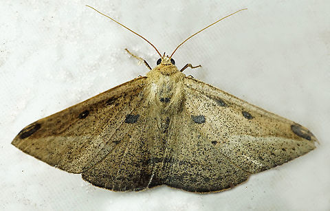 #851 Dapa, Valle Del Cauca,
2100m