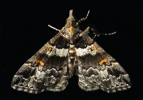 #852 Dapa, Valle Del Cauca,
2100m