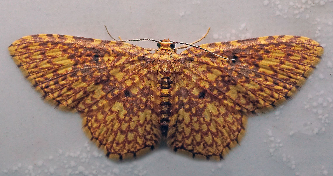 Eois undulosata Dapa, Valle Del Cauca,<br />
2100m Eois,Eois undulosata