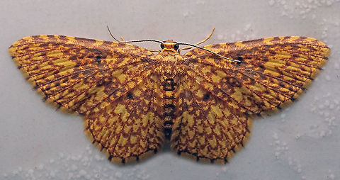 Eois undulosata Dapa, Valle Del Cauca,
2100m Eois,Eois undulosata