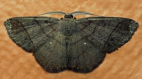 Thysanopyga sp. Dapa, Valle Del Cauca,
2100m