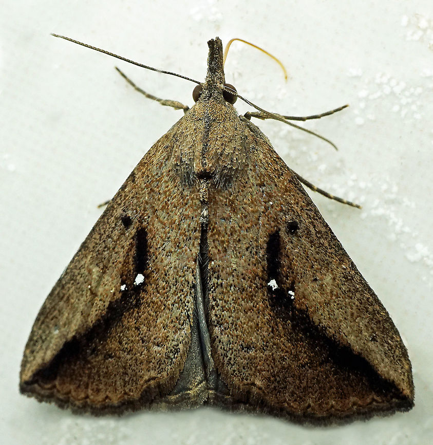 #855 Dapa, Valle Del Cauca,<br />
2100m