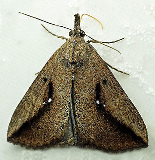 #855 Dapa, Valle Del Cauca,
2100m